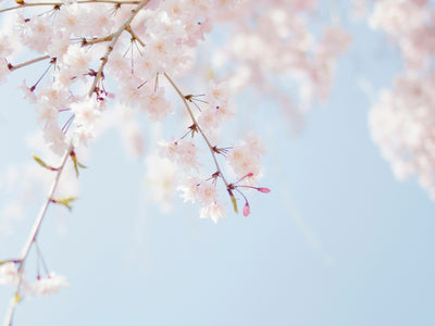 selective focus photography of pink petaled flower