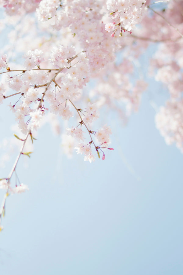 selective focus photography of pink petaled flower