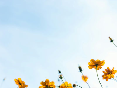 close shot of yellow flowers