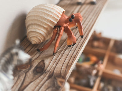 brown and white snail on brown wooden surface
