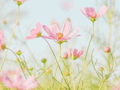 pink flowers in tilt shift lens