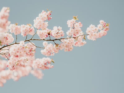 a branch with pink flowers against a blue sky