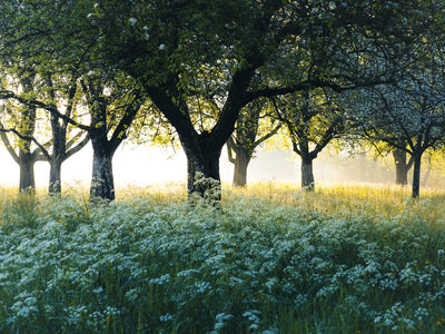 a group of trees in a grassy field
